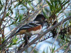 Spotted Towhee